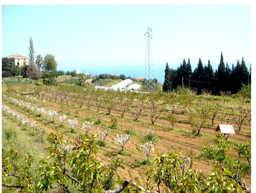 Progetto: Innovazioni sostenibili per il miglioramento della DOP “Ciliegia dell’Etna” - DOPCILIETNA”